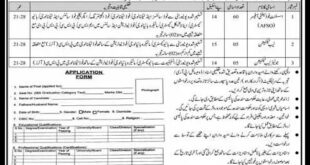 Sindh Food Authority Jobs 2024